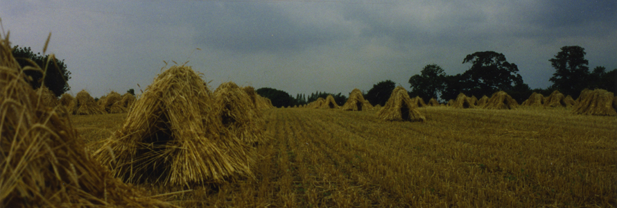 Thatching straw stooked in the field